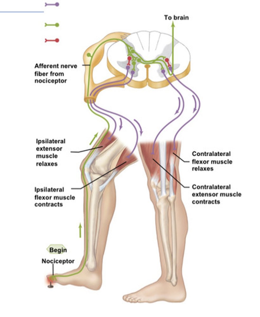 <p>Stimulus: nociceptor activation in leg</p><p>Response: afferent neuron synapses onto 5 other neurons: one to excite the hamstring, one to inhibit the quads (this withdraws the leg), one to excite the quads and one to inhibit the hamstring (to stabilise the other leg), and one to decussate and travel to the brain</p>