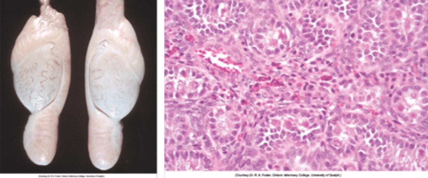 <p>Mostly cattle, sheep, and goats.</p>