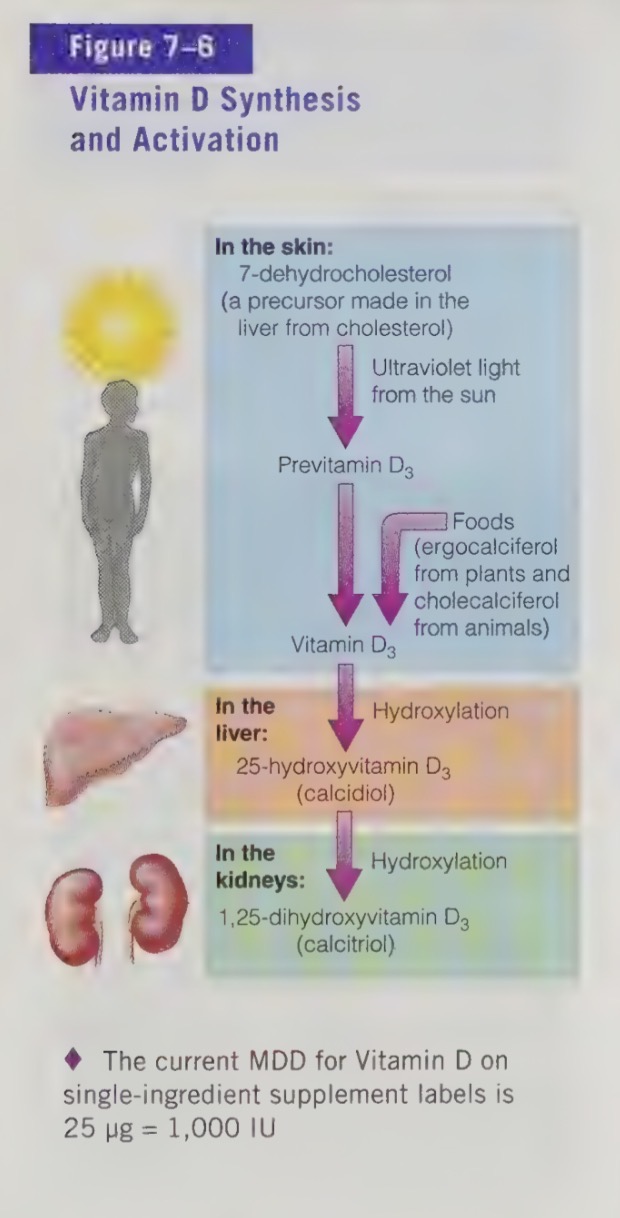 <ul><li><p>UV light from the sun inverts cholesterol compounds in human skin into a vitamin D precursor and is directly absorbed into the blood</p></li><li><p>liver and kidneys then finish converting the precursor to active vitamin D</p></li></ul><p></p>