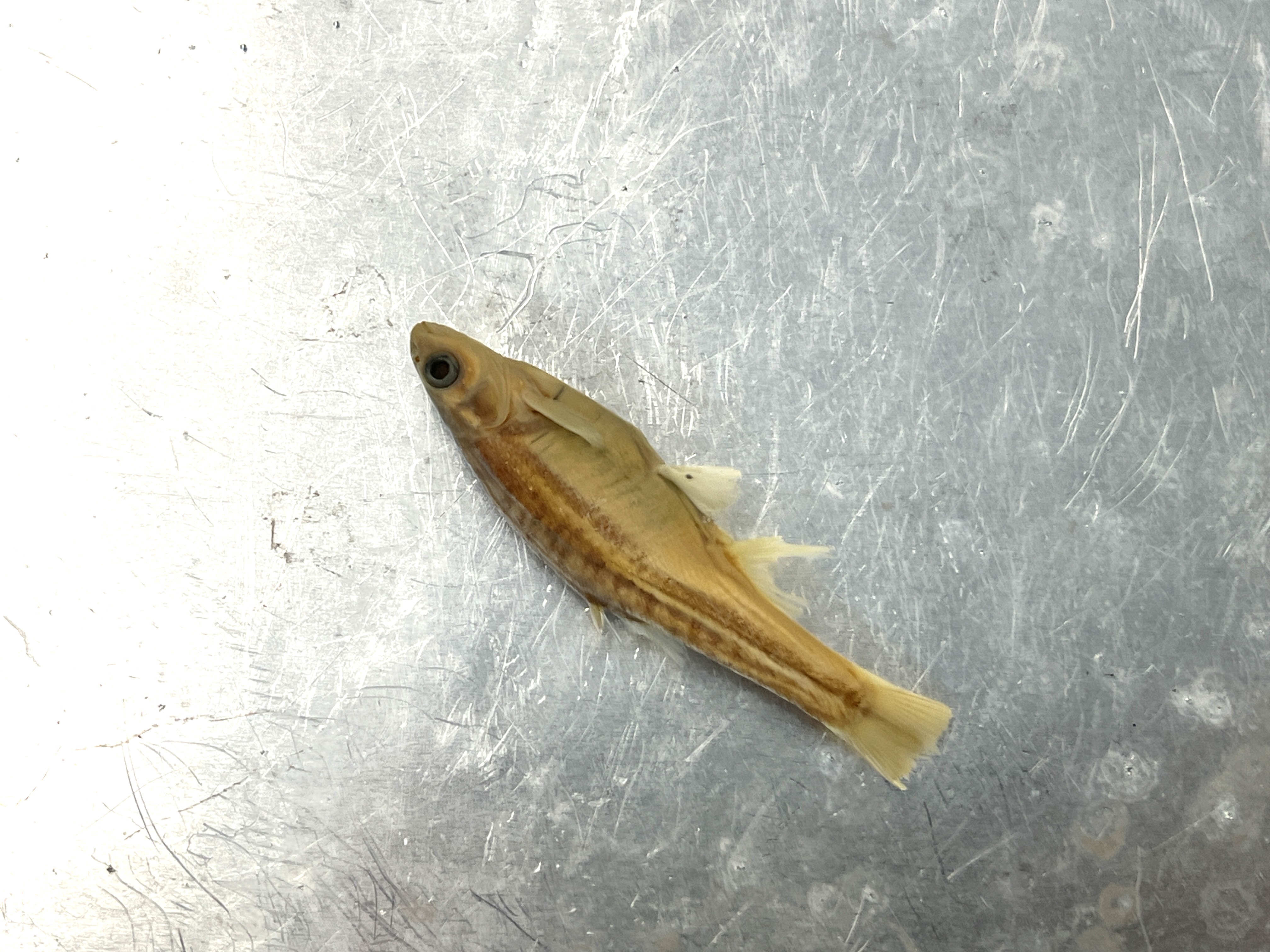 <p>Mountain Red-belly Dace</p>