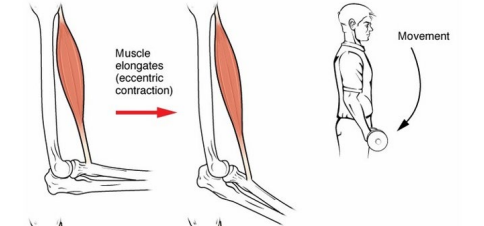 <ul><li><p><strong>Eccentric Contractions</strong> = An eccentric contraction results in the elongation (lengthening) of a muscle while the muscle is still generating force. An eccentric contraction results in the elongation (lengthening) of a muscle while the muscle is still generating force; in effect, resistance is greater than force generated.</p><ul><li><p>for example, a voluntary eccentric contraction would be the controlled lowering of the heavy weight raised during the above concentric contraction.</p></li></ul></li></ul><p></p>