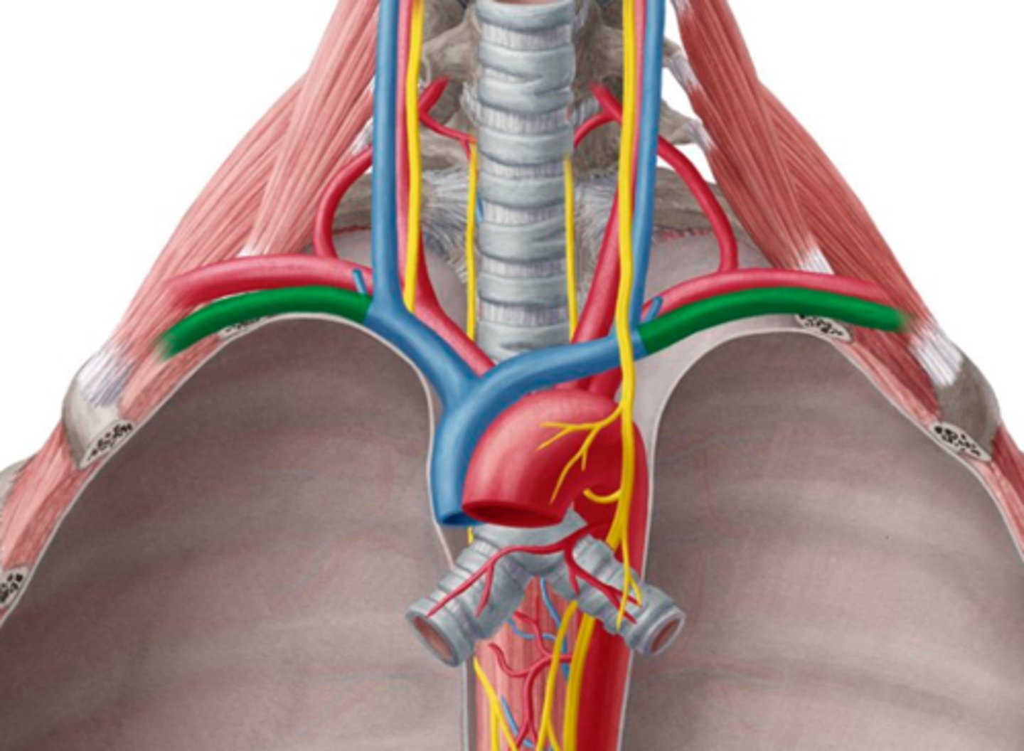 <p>Samlar venöst blod från:</p><p>1. Vena jugularis externa.</p><p>2. Vena jugularis interna.</p><p>3. vena jugularis anterior.</p>