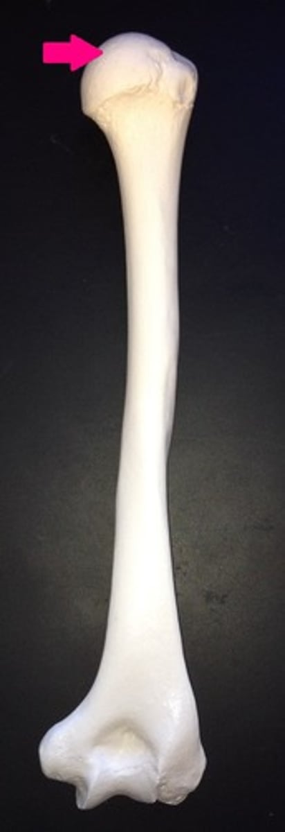 <p>rounded, medially oriented, proximal end that articulates with the glenoid fossa of the scapula</p>