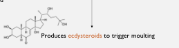 <p>it produces<strong> Ecdysteroids</strong>&nbsp;to trigger<strong> moulting</strong></p>