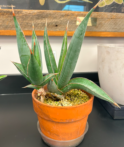 <p>Order? Family?</p>