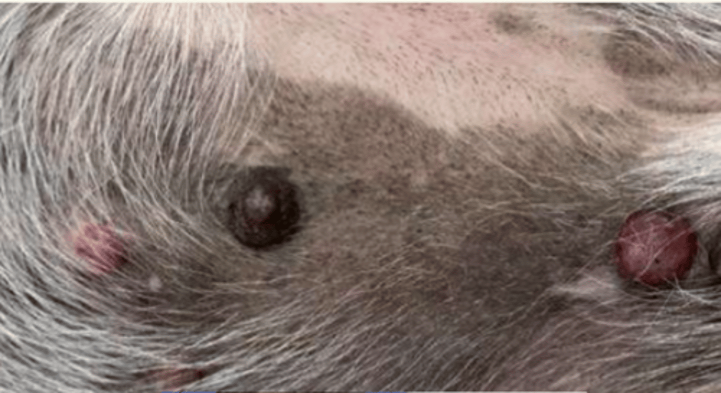 <p>¿lesión?</p><p>¿primaria o secundaria?</p>