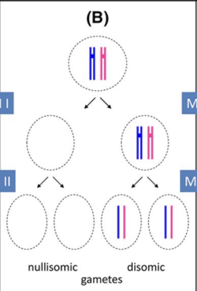 <p>Failure of chromosomes to seperate in anaphase of meiosis I, leads to all offspring to be aneuploid, with either (2n+1) or (2n-1) after gamete addition </p>