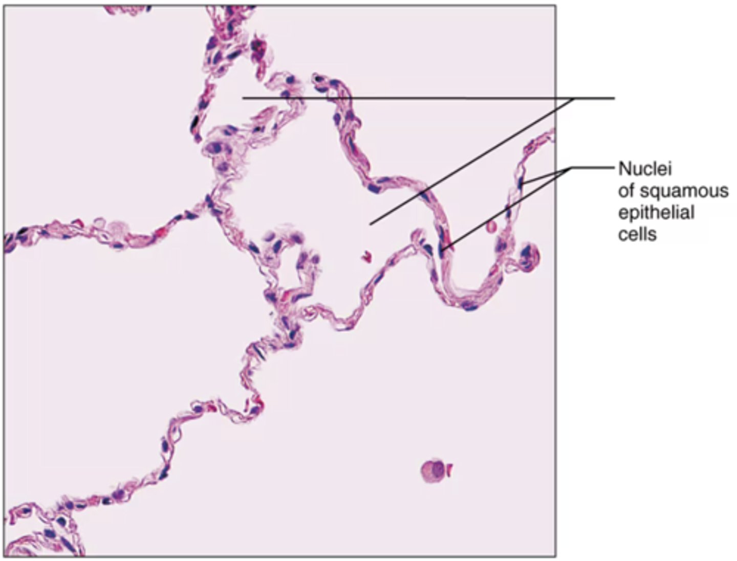 <p>Label the blank structure.</p>