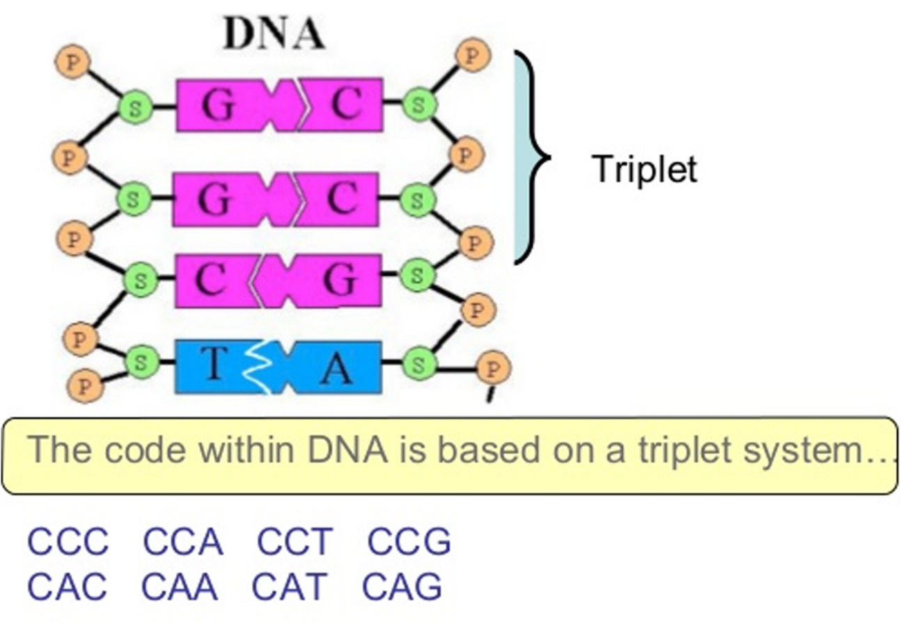 <p><span>A sequence of three bases in DNA that codes for one amino acid</span></p>