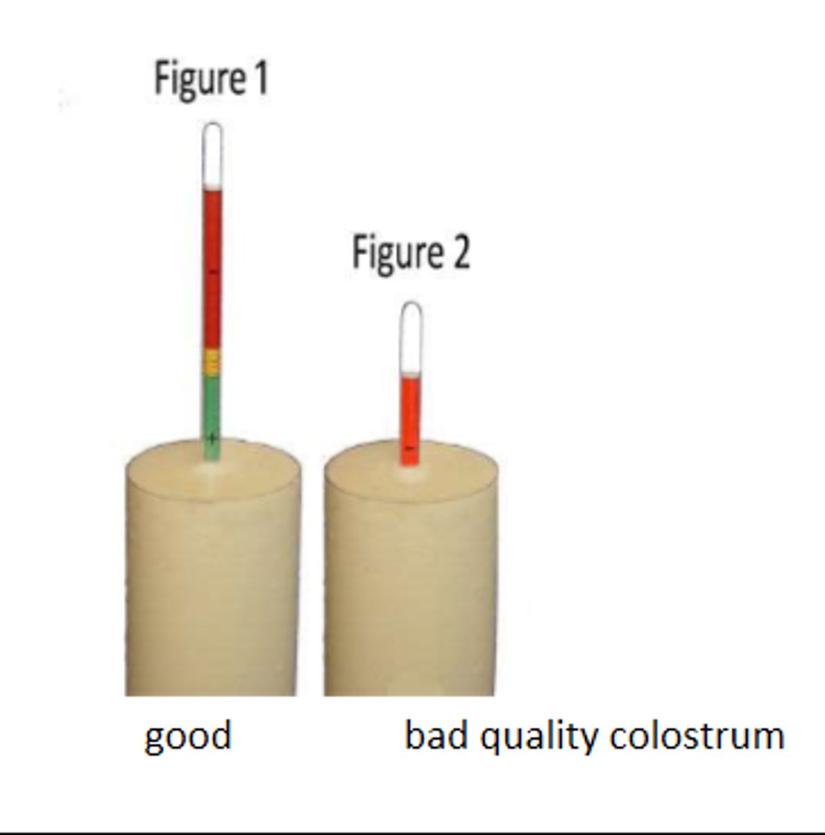 <p>instrument designed to float in a sample of colostrum to measure the specific gravity of colostrum</p>