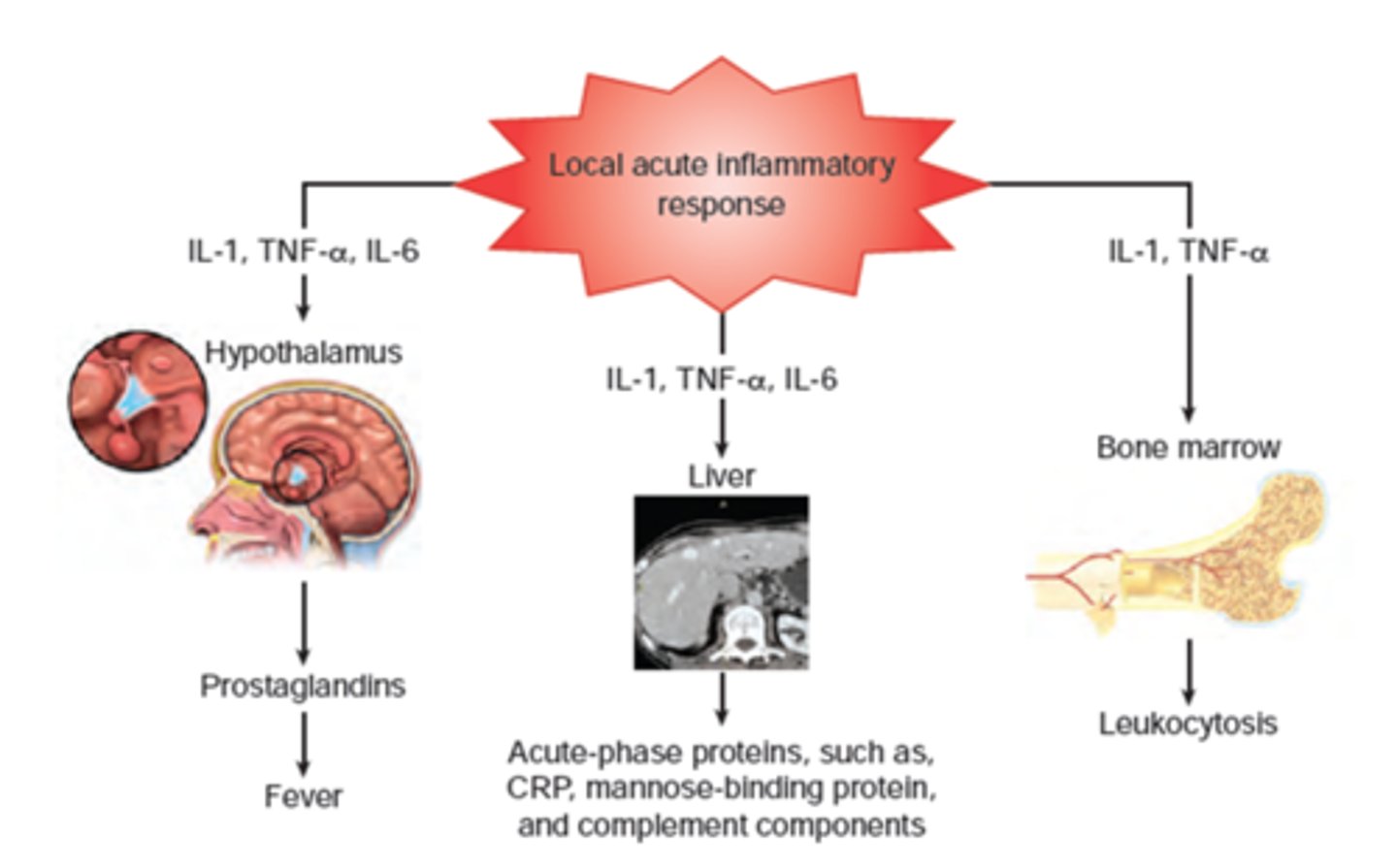 <p>- general marker of inflammation</p><p>- increased levels cause inflammation (eg. rheumatoid arthritis => give glucocorticoids &amp; test c-reactive protein levels for efficacy)</p>