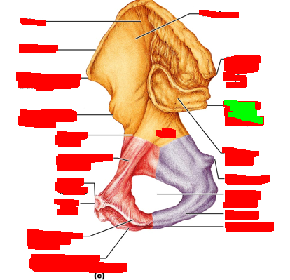 term image