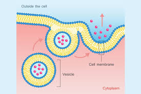 <p>Exocytosis(Active Transport)</p>