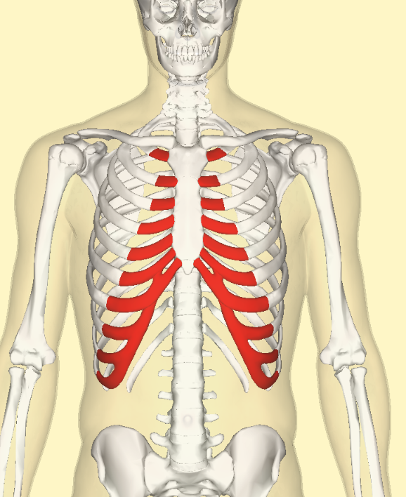 <p>The bars of cartilage that connect the ribs to the sternum, allowing for flexibility and expansion of the rib cage during breathing. </p>