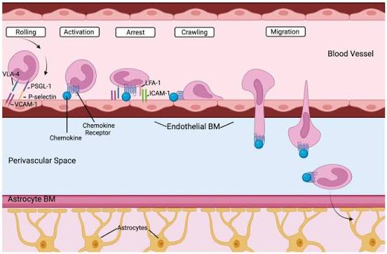 <p><span>Après l’adhésion ferme, le leucocyte peut <strong>ramper le long de la surface endothéliale</strong> avant de traverser.</span></p><p><span>Cette étape permet au leucocyte de chercher :</span></p><ul><li><p><span>un point favorable de passage</span></p></li><li><p><span>souvent au niveau des jonctions intercellulaires</span></p></li></ul><p></p>