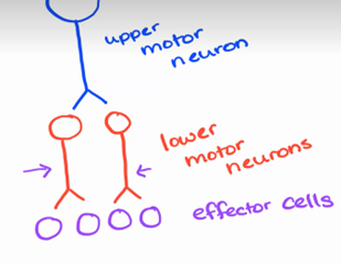 <p><span>-</span><span style="font-size: 7pt; font-family: &quot;Times New Roman&quot;">&nbsp;&nbsp;&nbsp;&nbsp;&nbsp;&nbsp;&nbsp; </span>Motor neurons (upper)</p><p class="MsoListParagraphCxSpMiddle"><span>-</span><span style="font-size: 7pt; font-family: &quot;Times New Roman&quot;">&nbsp;&nbsp;&nbsp;&nbsp;&nbsp;&nbsp;&nbsp; </span>Upper motor neurons excite lower motor neurons which excite effector cells</p><p class="MsoListParagraphCxSpMiddle"><span>-</span><span style="font-size: 7pt; font-family: &quot;Times New Roman&quot;">&nbsp;&nbsp;&nbsp;&nbsp;&nbsp;&nbsp;&nbsp; </span>If the upper motor neuron is about to stimulate, it doesn’t mean it will give the same effect to each lower motor neuron</p><p class="MsoListParagraphCxSpMiddle"><span>-</span><span style="font-size: 7pt; font-family: &quot;Times New Roman&quot;">&nbsp;&nbsp;&nbsp;&nbsp;&nbsp;&nbsp;&nbsp; </span>Meaning the left lower motor neuron could be excited while the right lower motor neuron is inhibited</p><p class="MsoListParagraphCxSpLast"><span>-</span><span style="font-size: 7pt; font-family: &quot;Times New Roman&quot;">&nbsp;&nbsp;&nbsp;&nbsp;&nbsp;&nbsp;&nbsp; </span>Example of this is when you’re doing a bicep curl, the bicep is getting excited (used/contracted)) while the tricep is being inhibited (relaxed)</p>