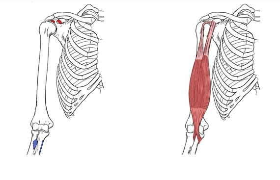 <p>What is the origin for the long head of the biceps?</p>