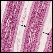 <ul><li><p>controls movement into/out of the cell</p></li></ul><p></p>