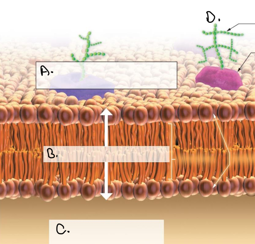 <p>Label in the Plasma Membrane:</p><p></p><p><mark data-color="#65a091" style="background-color: #65a091; color: inherit">B.</mark></p>