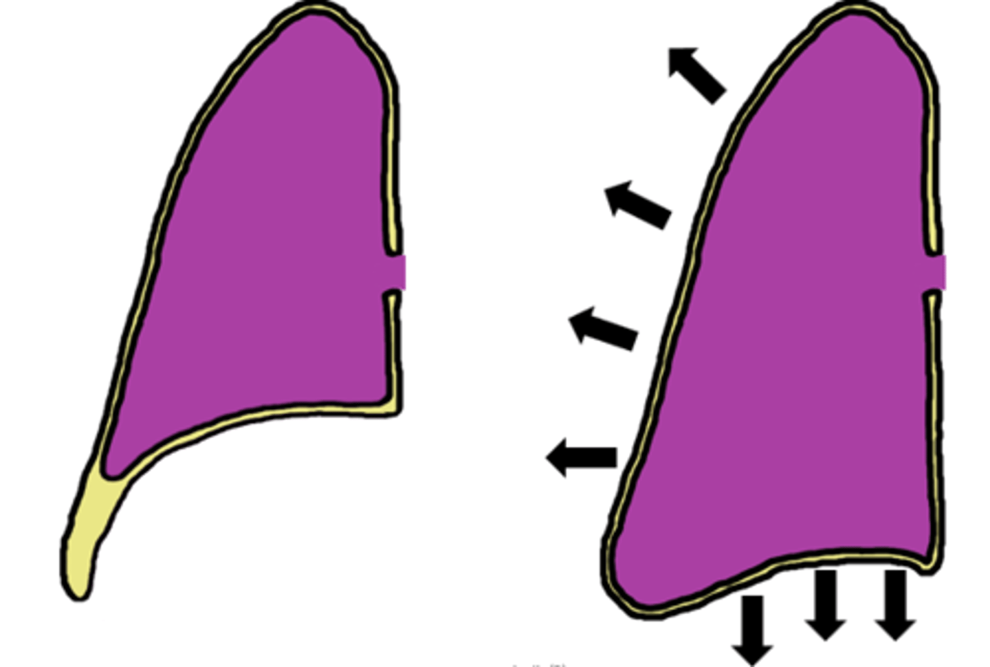 <p>- generates hydrostatic pressure necessary for expansion/compression of lungs during ventilation</p><p>- diaphragm, external intercostals contract to expand pulmonary cavity</p><p>- hydrostatic tension results in pull on visceral pleura by parietal pleura</p>