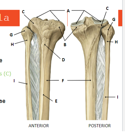 <p>Name each structure of Tibia and Fibula (proximal extremity) from A - I : </p>