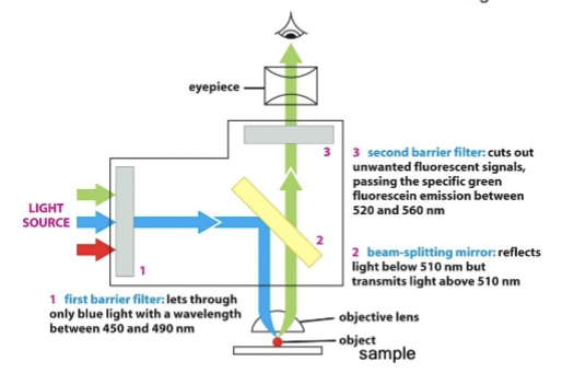 <p>use this to only allow precise wavelengths of light for excitation (#1)</p>