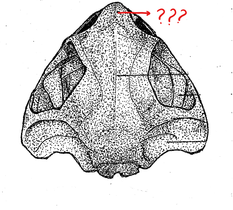 <p>located on the skull (dorsal view); part of the upper jaw and the anterior-most bones of the skull; teeth-bearing in frogs but not in the toads</p>