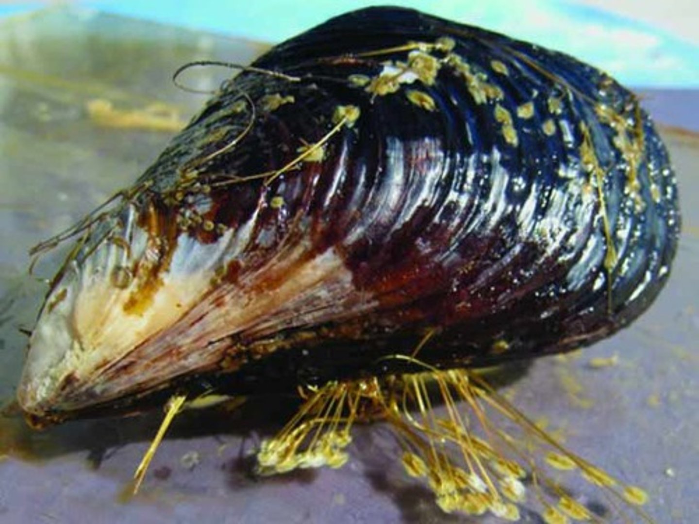 <p>the mussel</p>