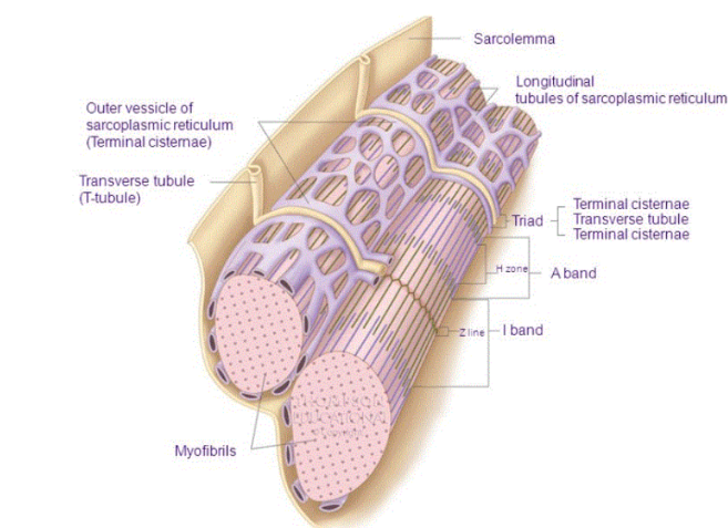 <p>releases calcium ions into the sarcoplasm</p><p>sacs that form part of the sarcoplasmic reticulum</p>