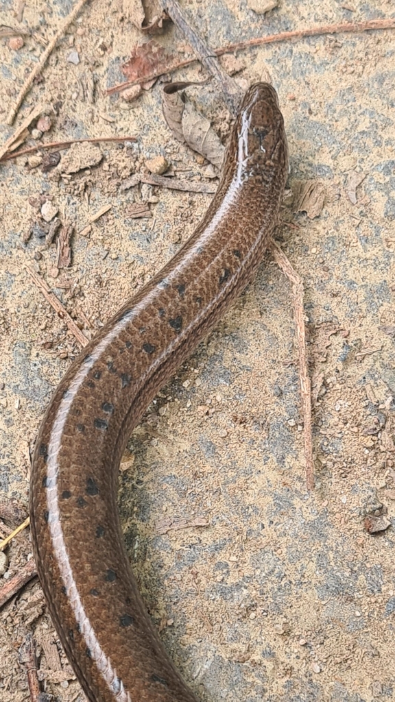 <p>Anguis colchica</p>