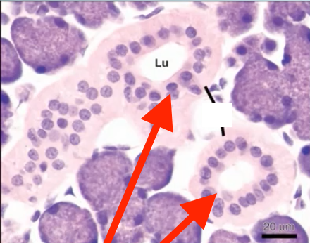 <p>what kind of cell is this</p>