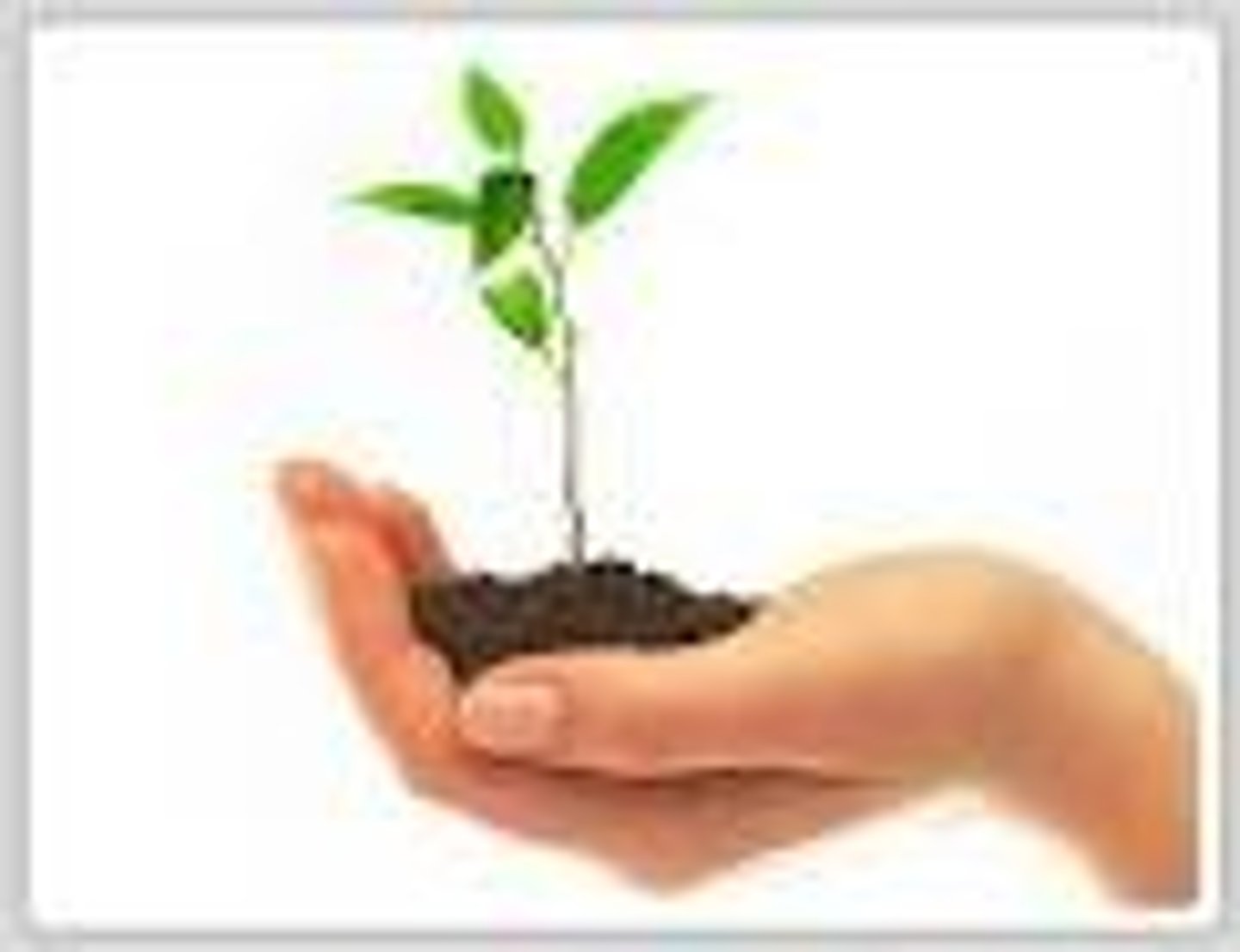 <p>Miáo - Seedling；vaccine</p>