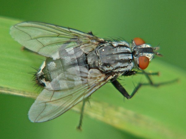 <p>Flesh Flies</p><p>Order Diptera</p>