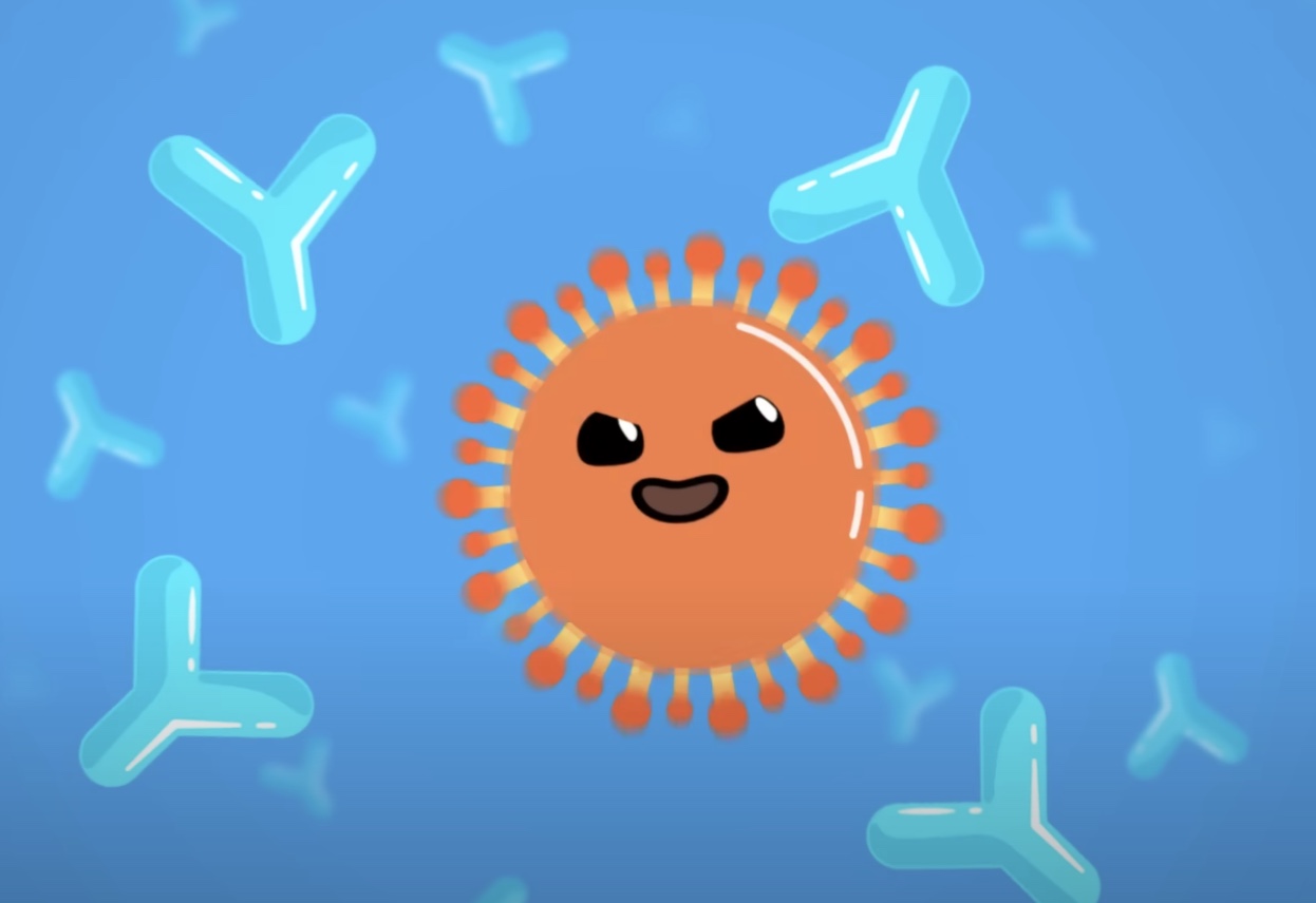 <p><strong>antibodies </strong>will _____ the <strong>antigen</strong></p>