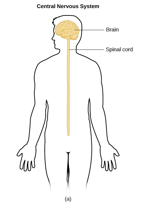 <p>Central Nervous System (CNS)</p>
