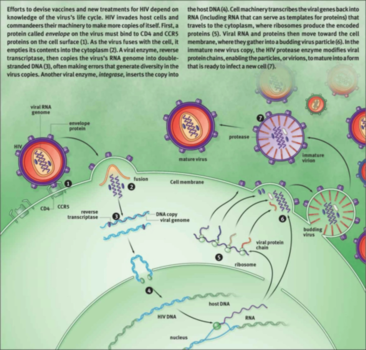 <p>Example of a retrovirus that exemplifies the ability of retroviruses to infect a host cell indefinitely. Binds to CCR5 on WBCs, and some cells lack CCR5 and are immune to HIV, i.e. the Berlin Patient.</p>