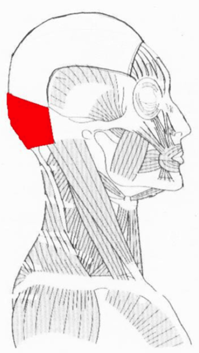 <p>Back of head: Draws head backwards (wrinkles brow)</p>