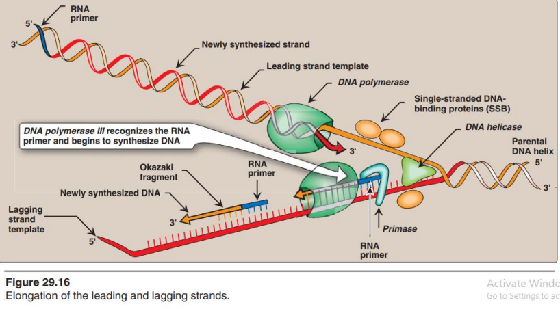 <p>DNA polymerase III recognized the RNA primer and begins to synthesize DNA</p>