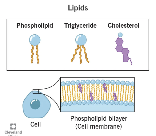 <ul><li><p>Interspersed among the phospholipids</p></li><li><p>1/3 of the total lipids in the plasma membrane</p></li><li><p>hydrophilic hydroxyl group allows it to associate with the hydrophilic membrane surface</p></li><li><p>determines the fluid nature of the membrane by limiting movements of phospholipids </p></li></ul><p></p>