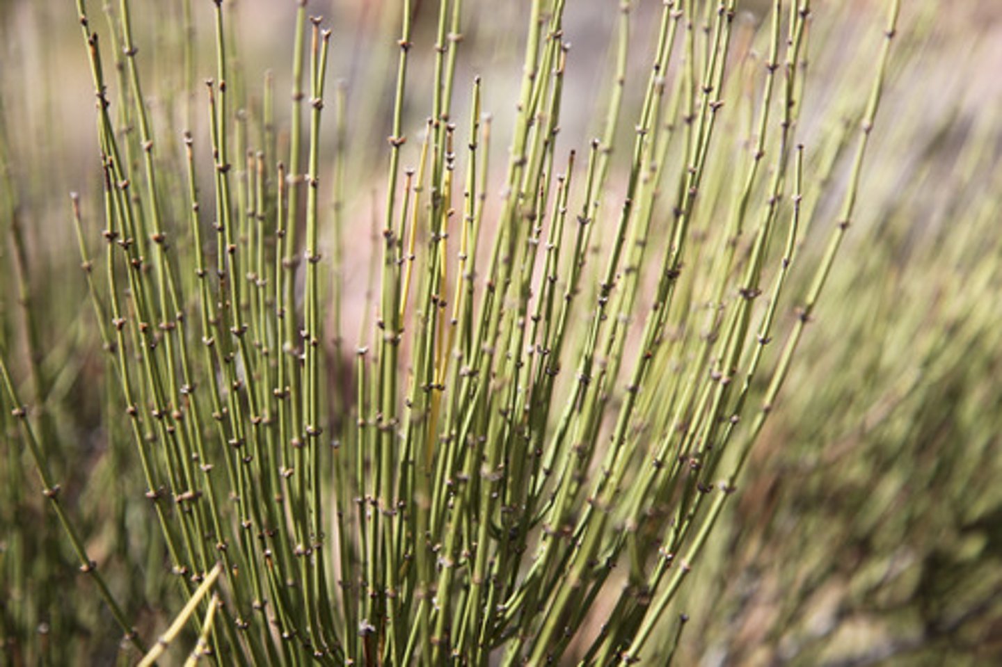 <p>Gnetophyta (voorbeeld)</p>