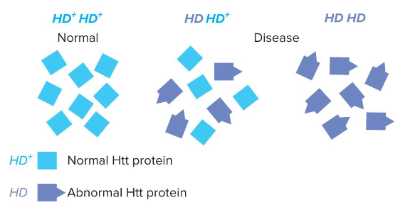 <p>The dominant Huntington disease allele produces an abnormal version of this protein, leading to nerve cell damage even when normal protein is present.</p>