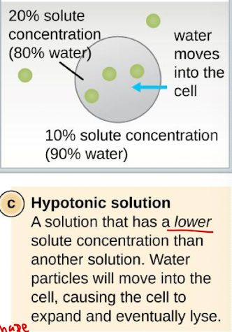 <p>A solution that has a lower solute concentration than another solution. Water particles will move into the cell, causing the cell to expand and eventually lyse</p>