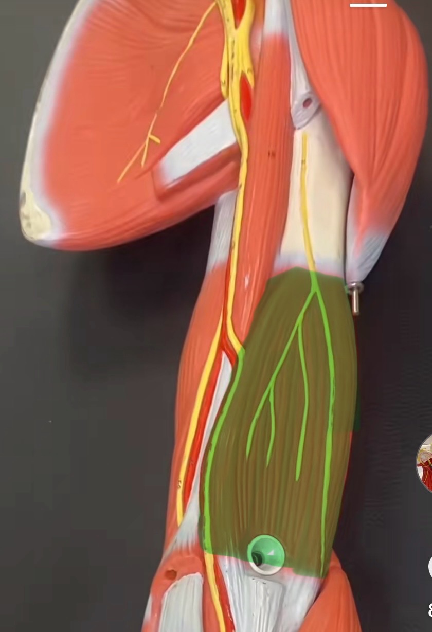 <p>Brachialis</p>
