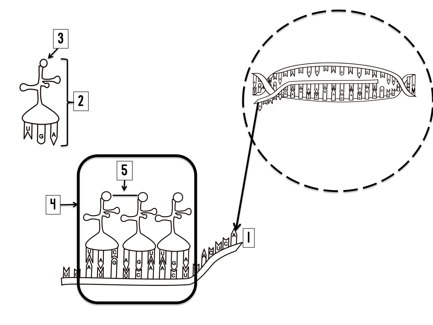 <p>What is an example of a molecule produced by the process shown above?</p>