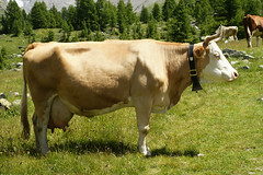 -Originates in SWITZERLAND, introduced in US in 1967
-Gold to red with white markings, large size
-• High and long term fertility, short calving intervals, great mothering ability, considered one of the oldest cattle breeds in the world.