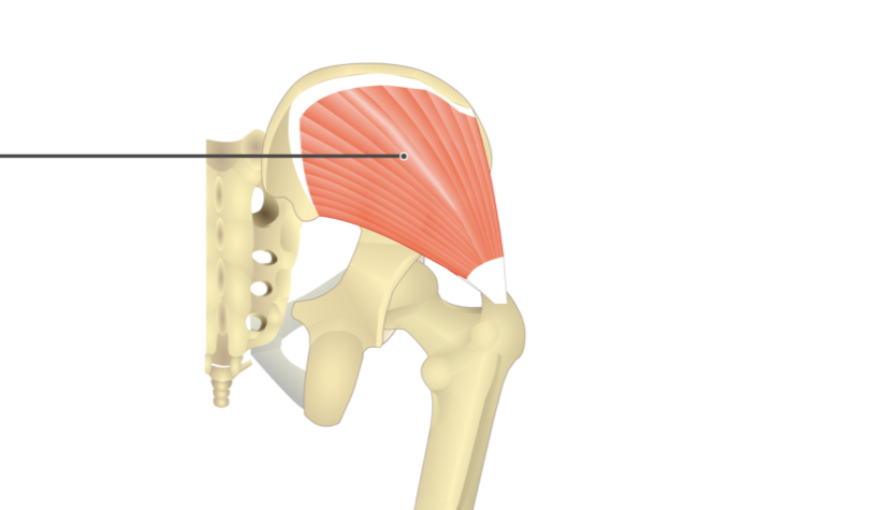 <p>origin: iliac crest</p><p>insertion: greater trochanter</p>