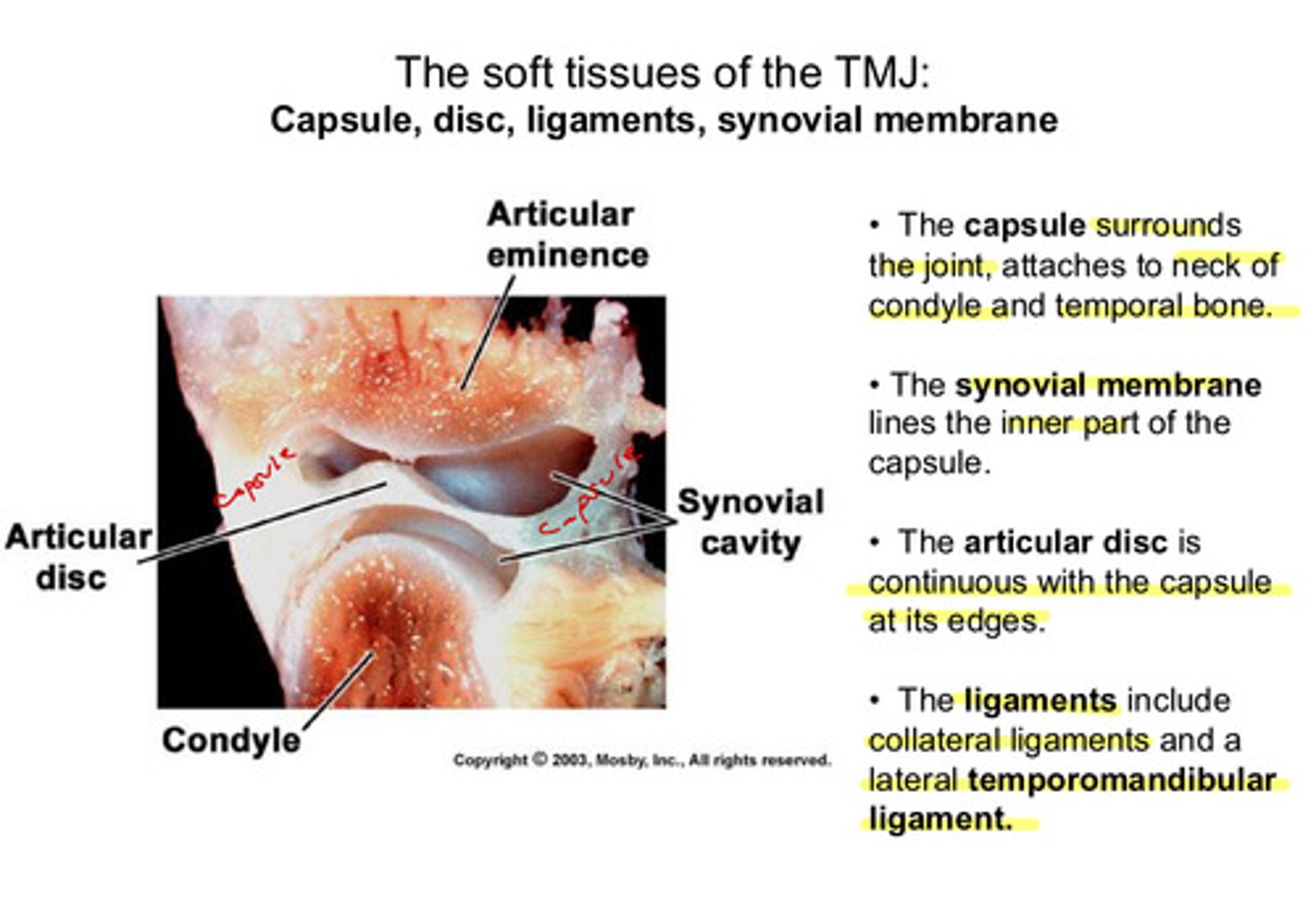 <p>lines the inner part of the capsule</p>