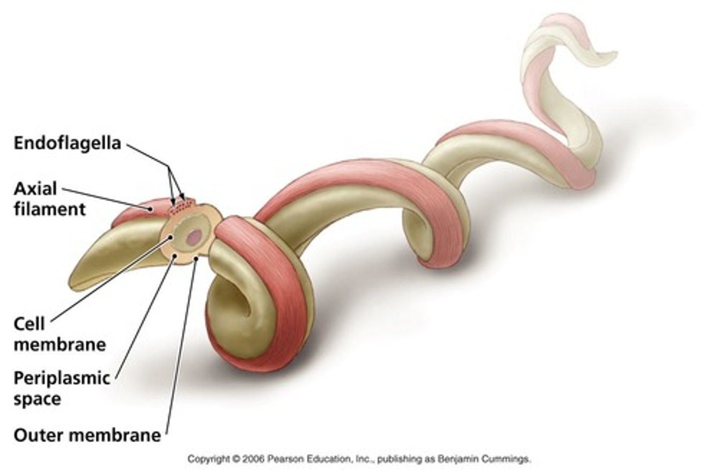 <p>-very long soft thin bodied bacteria</p><p>-wraps around the inside of the bacteria and helps it move in a twisting or corkscrew motion. (making it more flexible)</p>