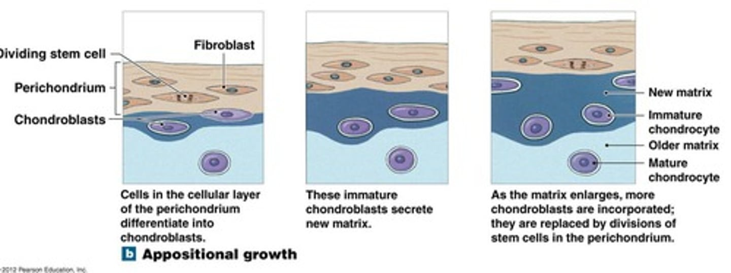 <p>1. the stem cells within the perichondrium divide producing chondroblasts</p><p>2. new chondrblasts start producing matrix ADDING A LAYER to the old cartilage</p>