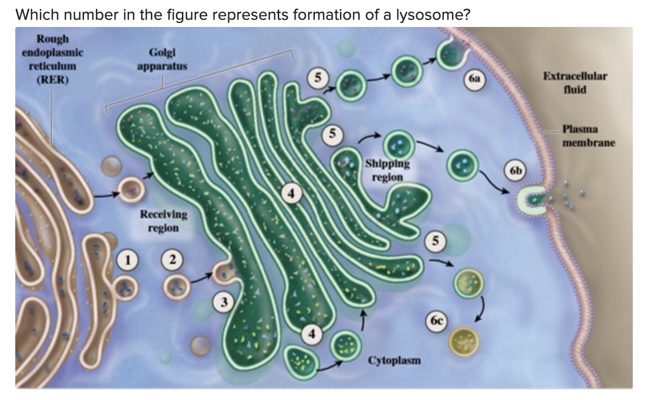 <p>Which number in the figure represents formation of a lysosome?</p>